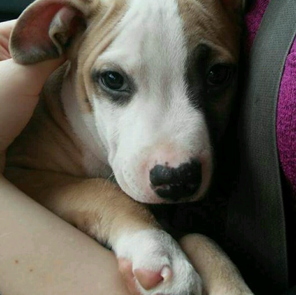 Meet your Posher, Jasmine - Picture 1 of 1